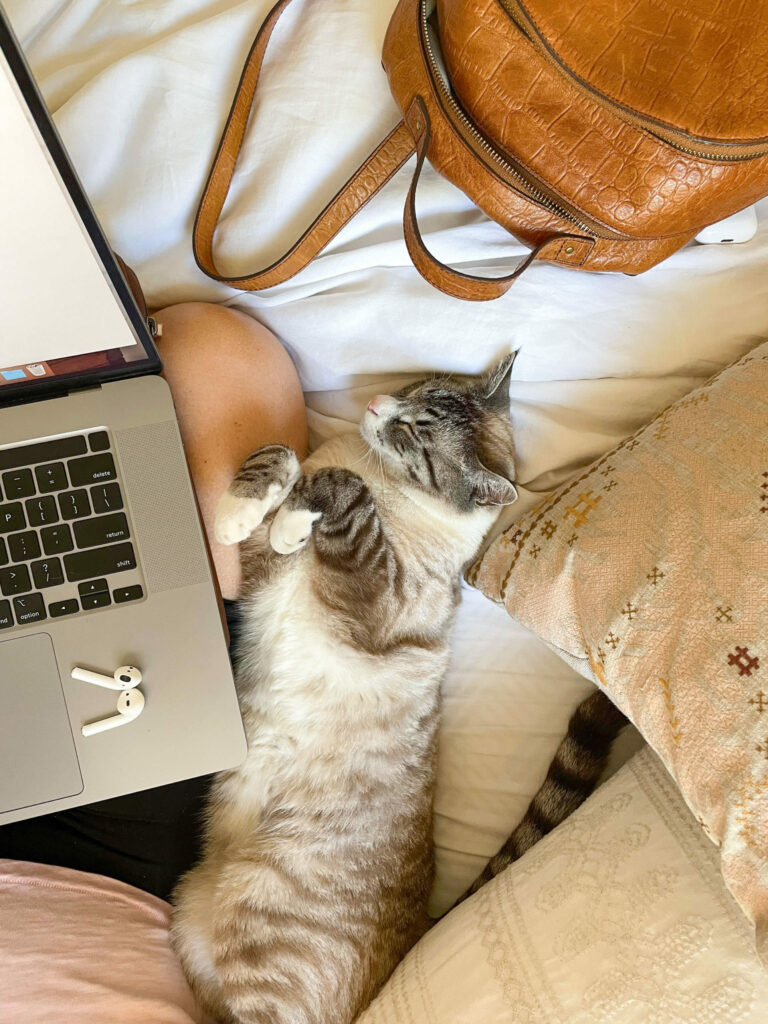 Cat laying on a bed next to a laptop