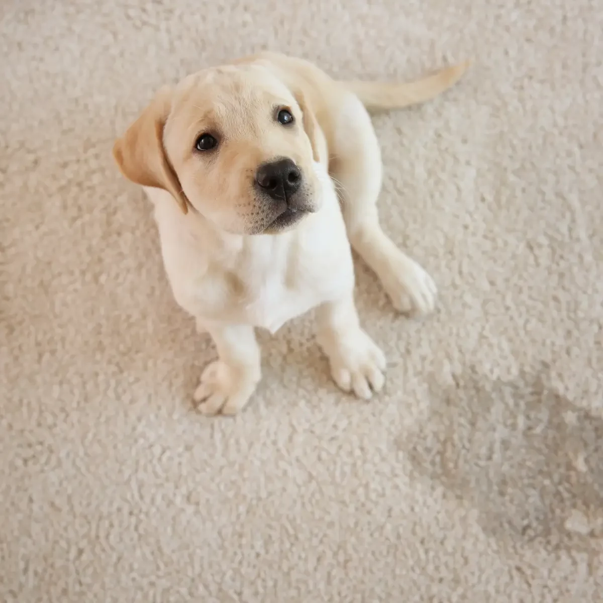 carpet-cleaning-services-stains-salt-lake-county-utah